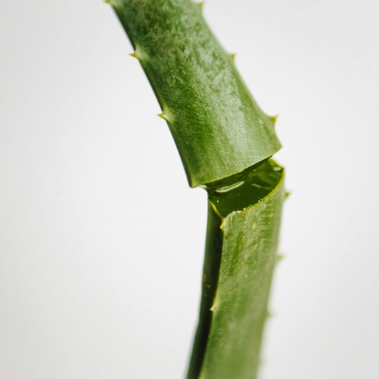 Aloe Vera Gesichtsbehandlung Die Kraft der Aloe Vera Pflanze vereint mit den klassischen Elementen, wie Hautanalyse, Tiefenreinigung, Geischtsmaske und -massage.